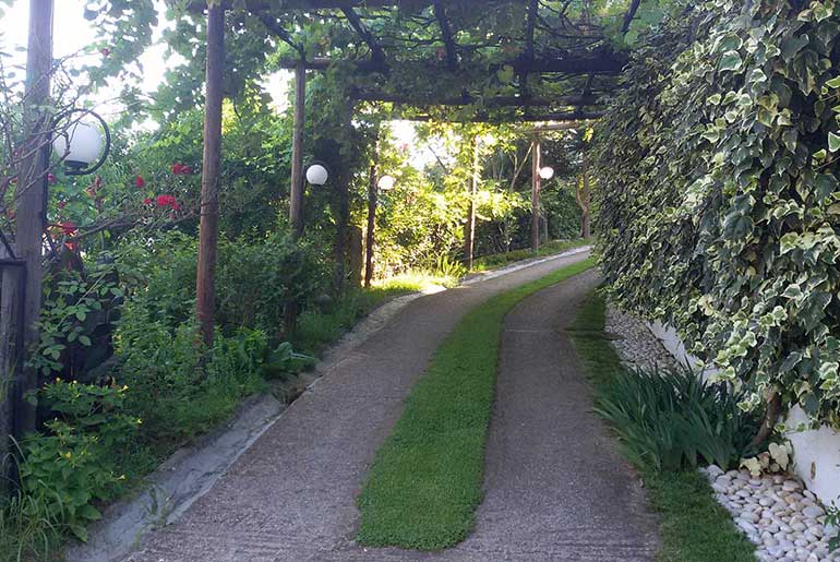 Vineyard in the surrounding area