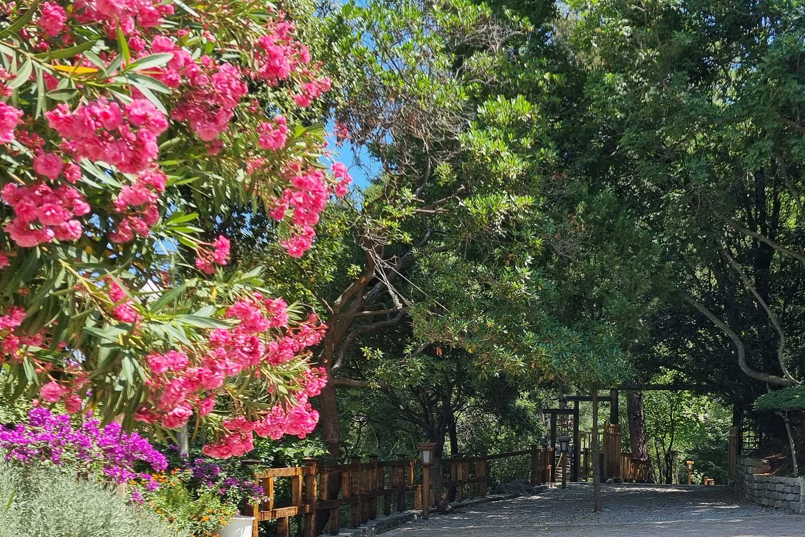 Outdoor areas and garden at Villa Dimitra in Thassos